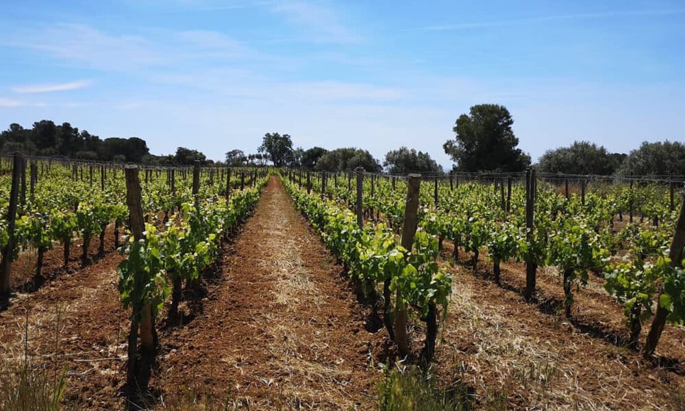 Rows of vines at Clos d’Agon in Calonge