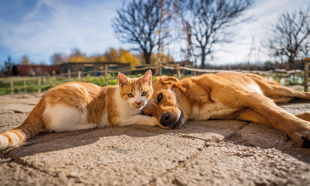 Furry friends taking the sun together