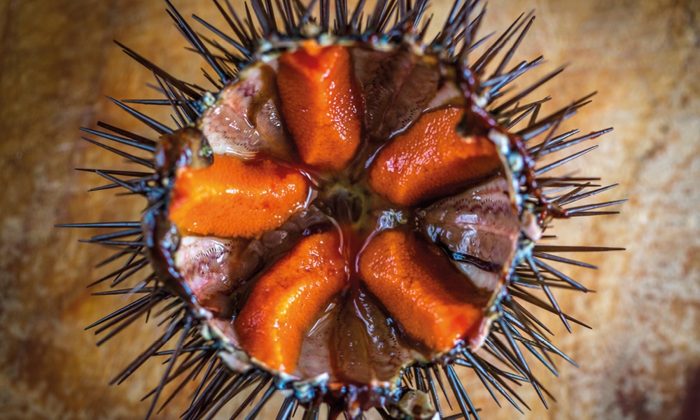 Fresh sea urchins are a local delicacy on the Costa Brava